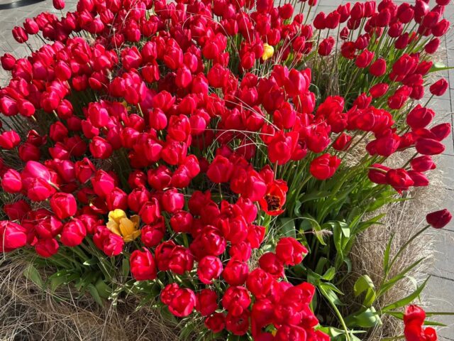 🌷🌿 Exkursion zu Blumen Waibel in Mäder 🌿🌷
Heute erhielten wir spannende Einblicke in die Praxis bei Blumen Waibel! 🌼
Unsere SchülerInnen erlebten hautnah die Produktion der Ländle Tulpen und wie viel Know-how hinter Qualität und Vielfalt steckt. 🌷
Ein großes Dankeschön für die tolle Führung! 🙌

#Exkursion #Berufsschule #Einzelhandel #SPAR #Nachhaltigkeit BlumenWaibel Mäder